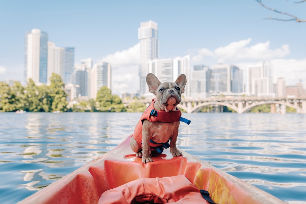Kayaking with a dog on lady bird lake in Austin