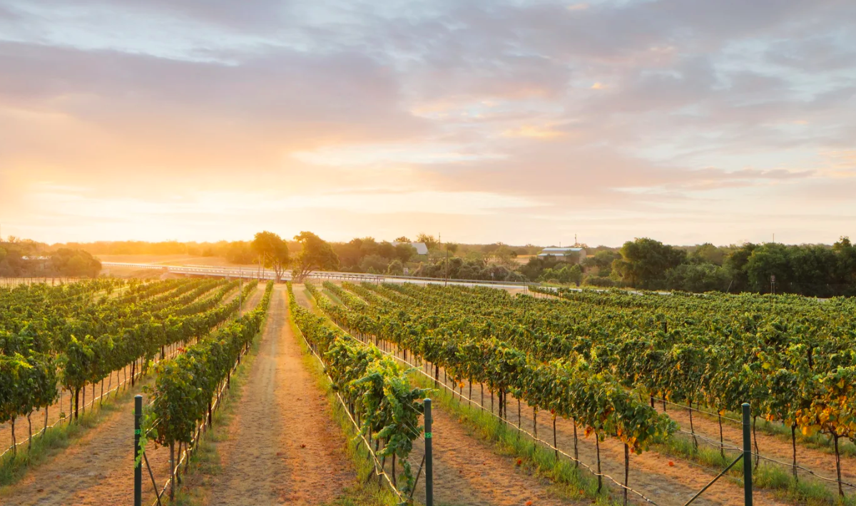 The Texas Hill Country Wineries Worth Leaving Austin For